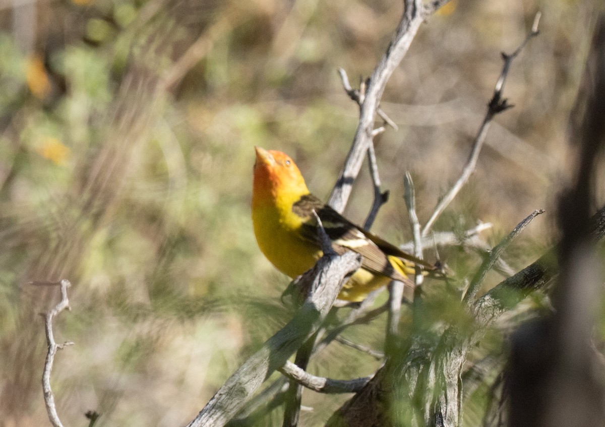 Western Tanager - Liam Huber