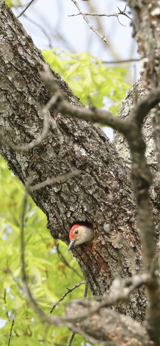 Red-bellied Woodpecker - ML618693670