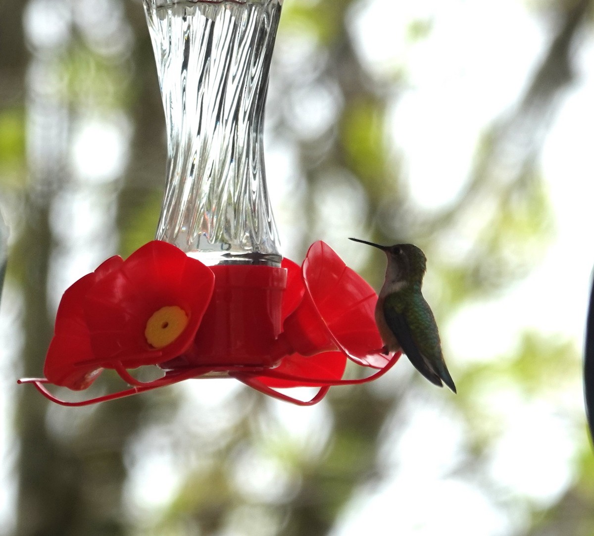 Rufous Hummingbird - ML618693724