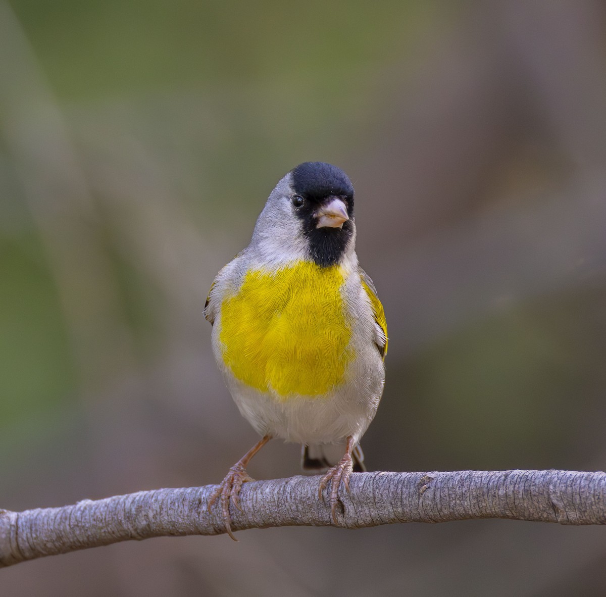 Lawrence's Goldfinch - ML618693730