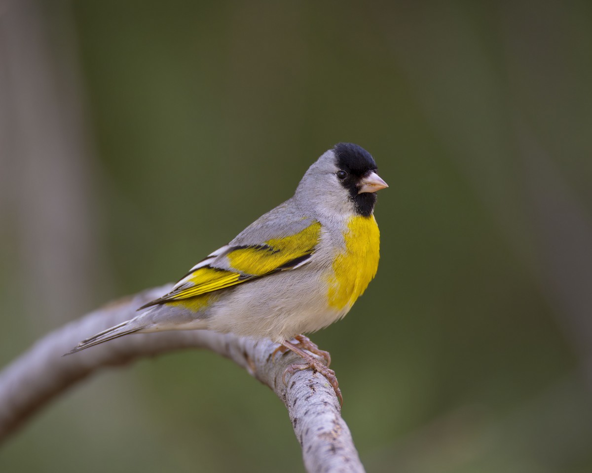 Lawrence's Goldfinch - ML618693732