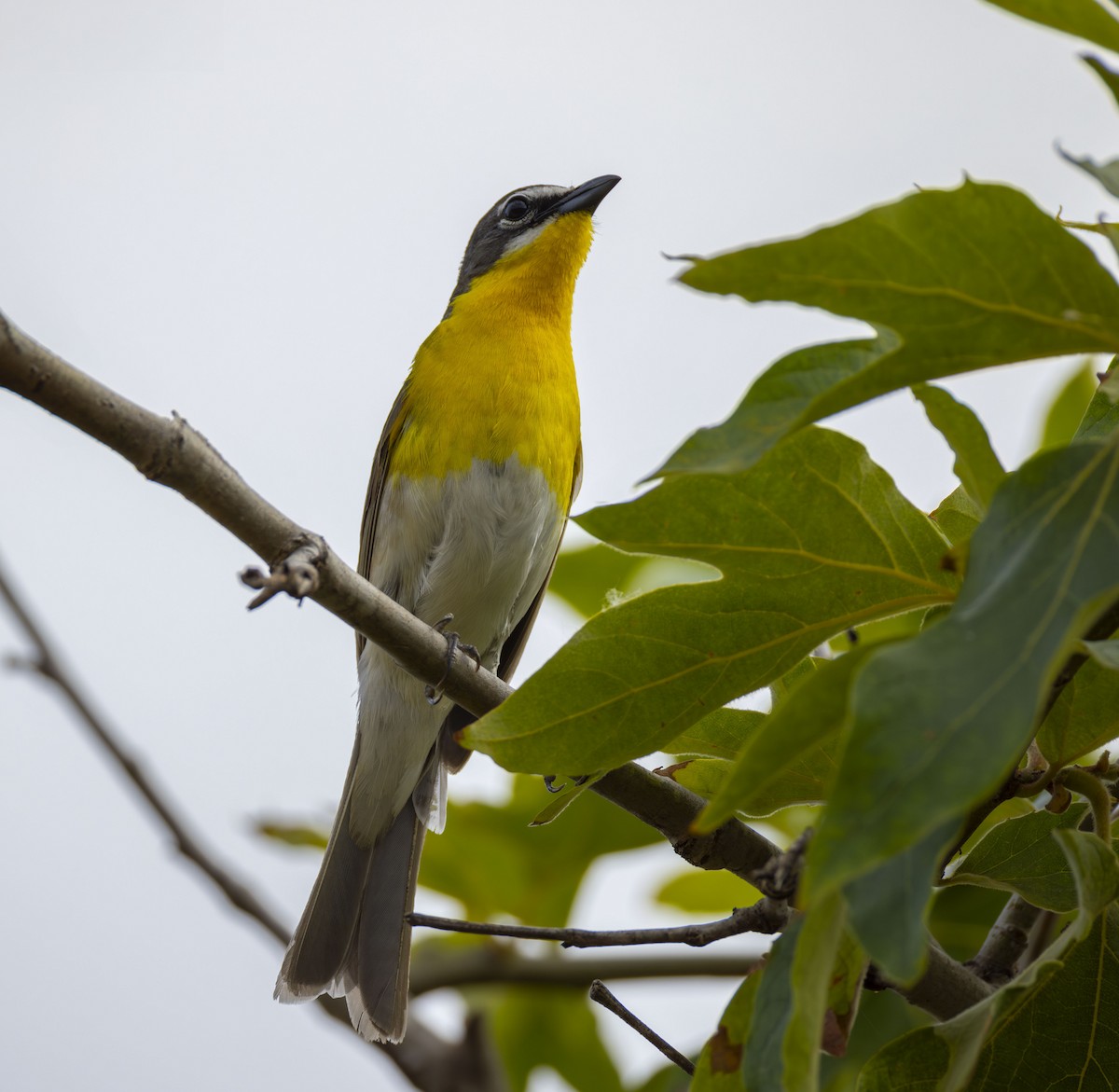 Yellow-breasted Chat - ML618693736