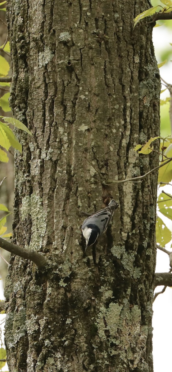 White-breasted Nuthatch - ML618693742