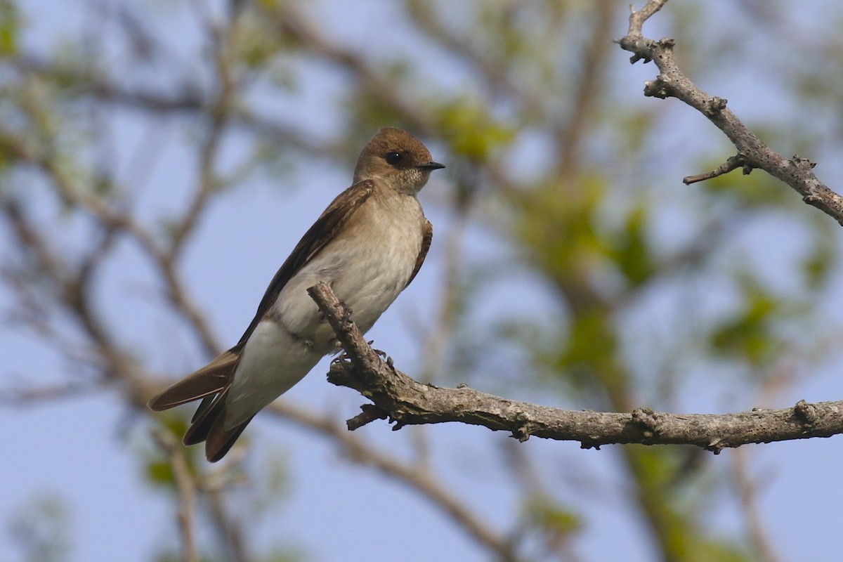 Northern Rough-winged Swallow - ML618693768