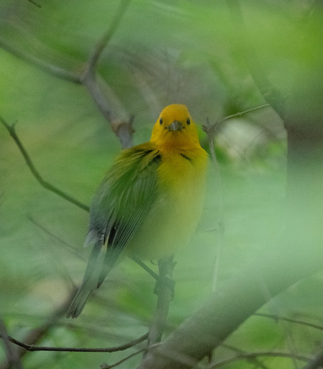 Prothonotary Warbler - ML618693789