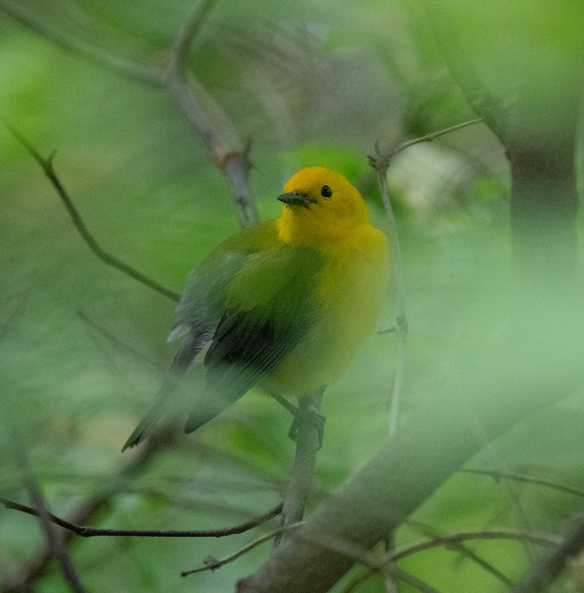 Prothonotary Warbler - ML618693790