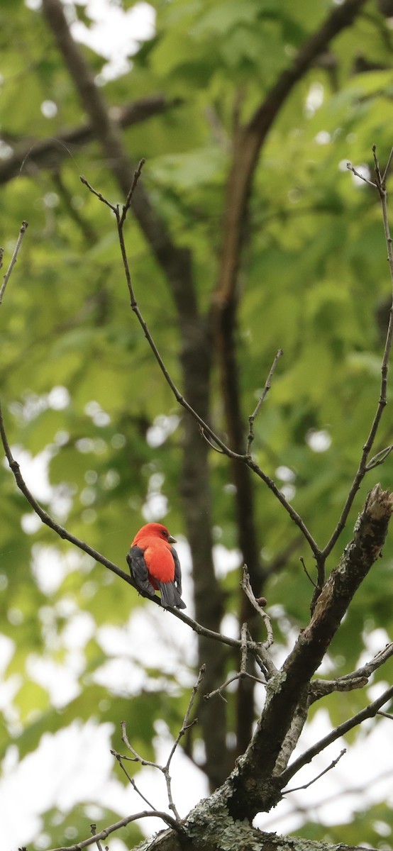 Scarlet Tanager - ML618693793