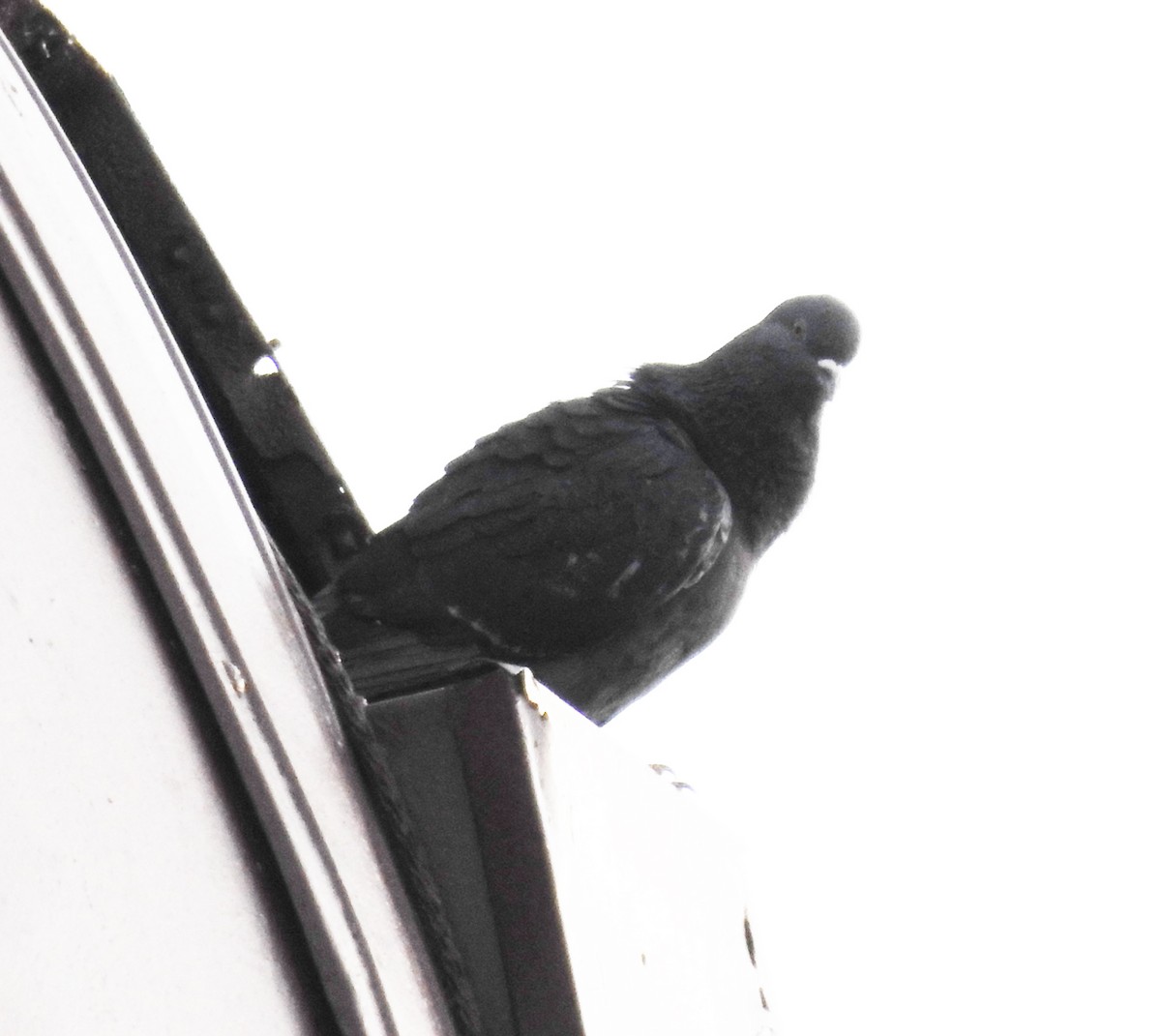 Rock Pigeon (Feral Pigeon) - ML618693810