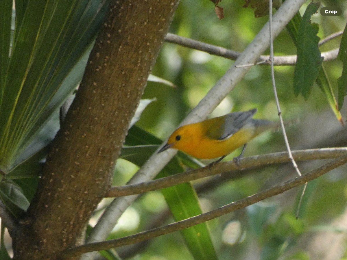 Prothonotary Warbler - ML618693823