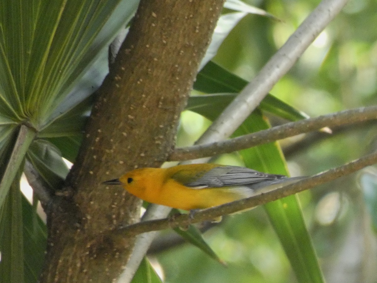 Prothonotary Warbler - ML618693824