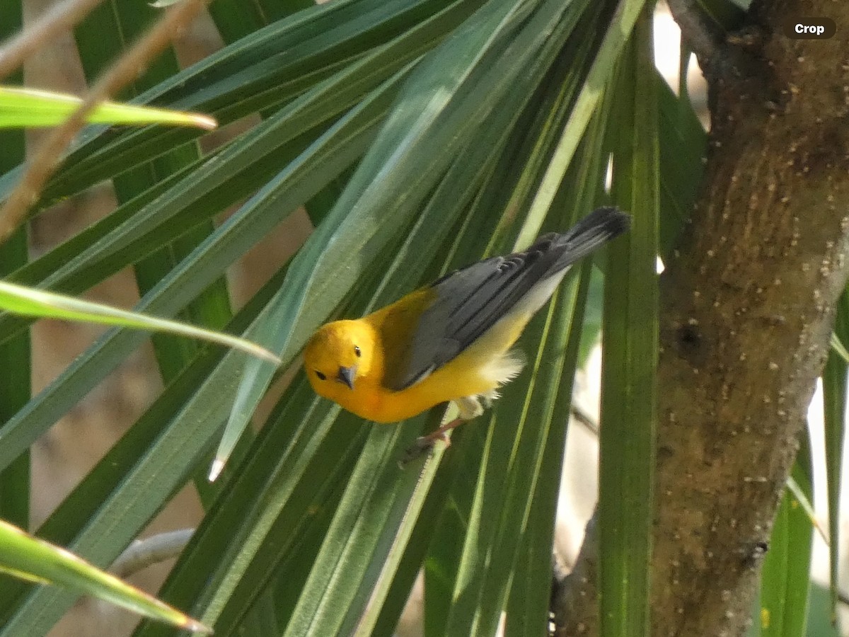 Prothonotary Warbler - ML618693825