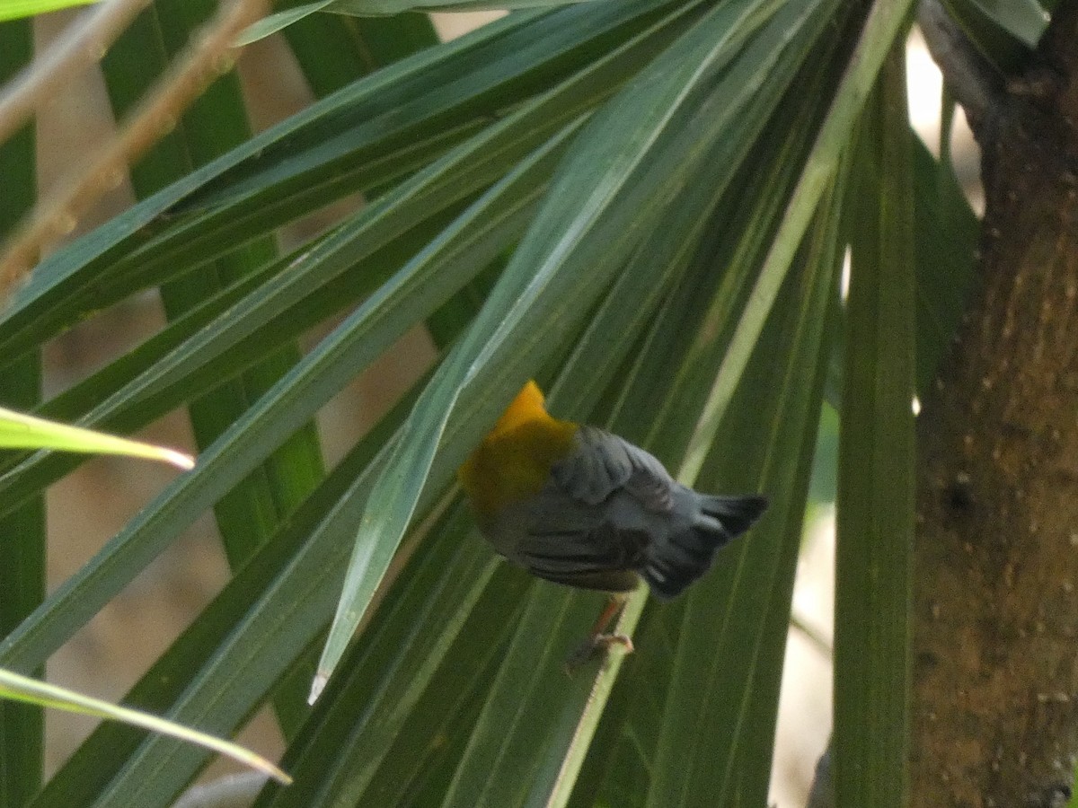 Prothonotary Warbler - ML618693826