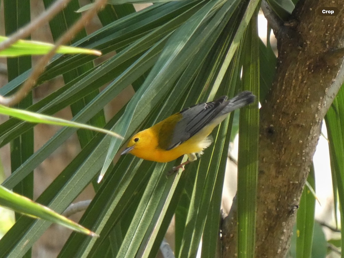 Prothonotary Warbler - ML618693827