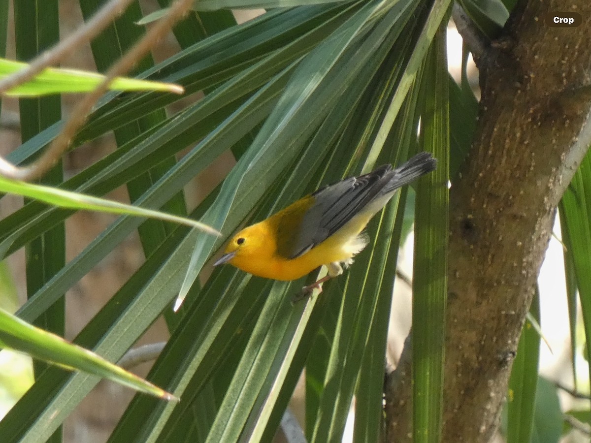 Prothonotary Warbler - ML618693828
