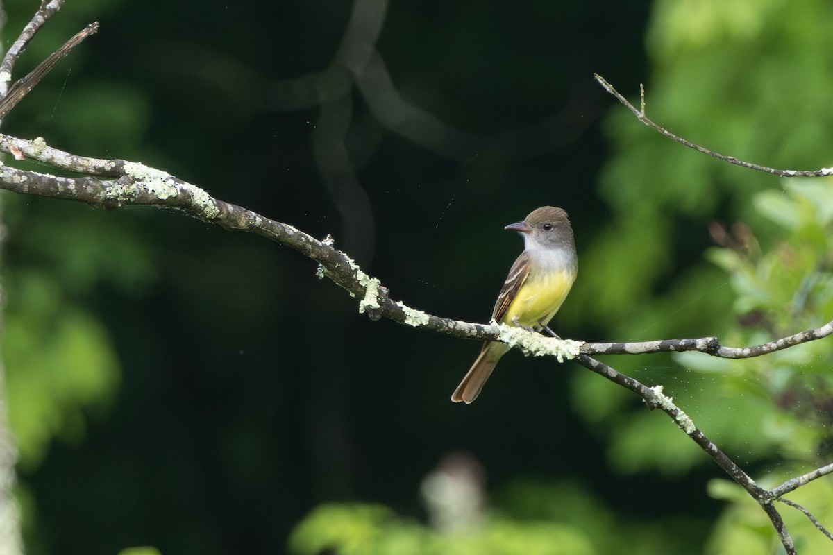 Great Crested Flycatcher - ML618693841