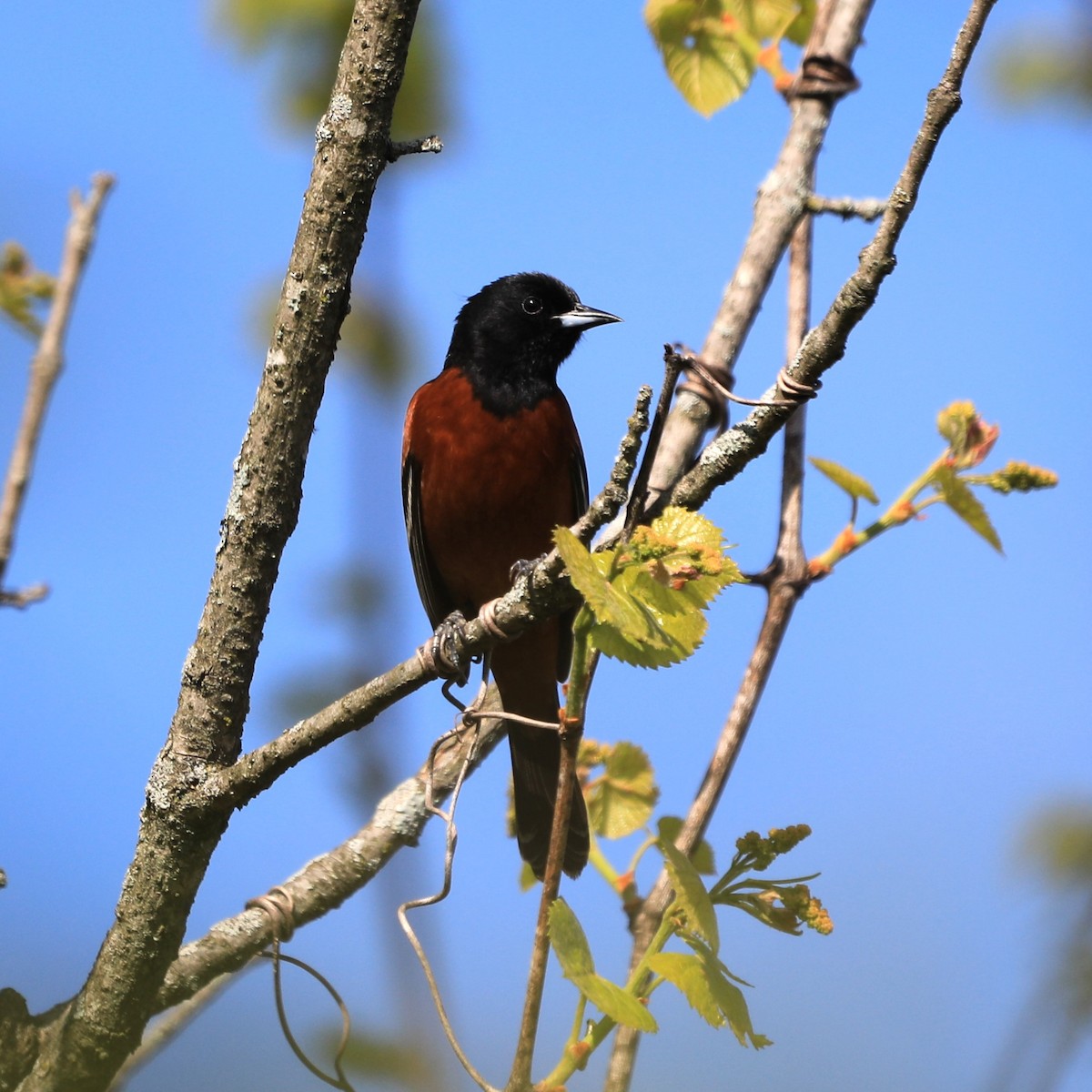 Orchard Oriole - ML618693850