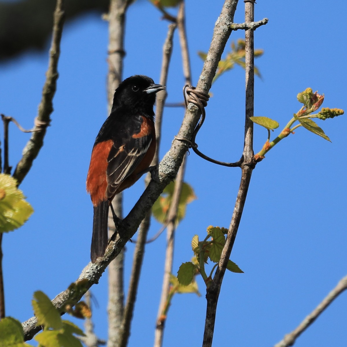 Orchard Oriole - ML618693851