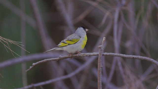 Lawrence's Goldfinch - ML618693861