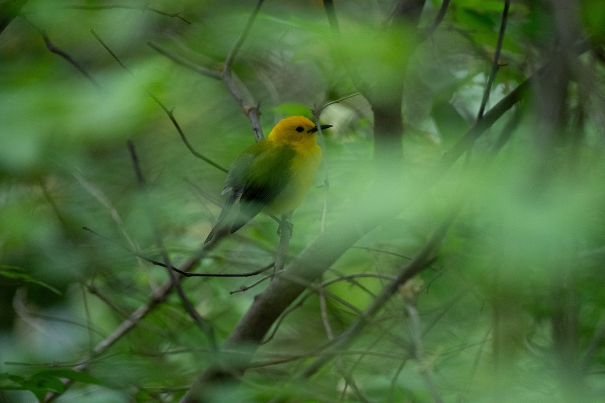 Prothonotary Warbler - ML618693870