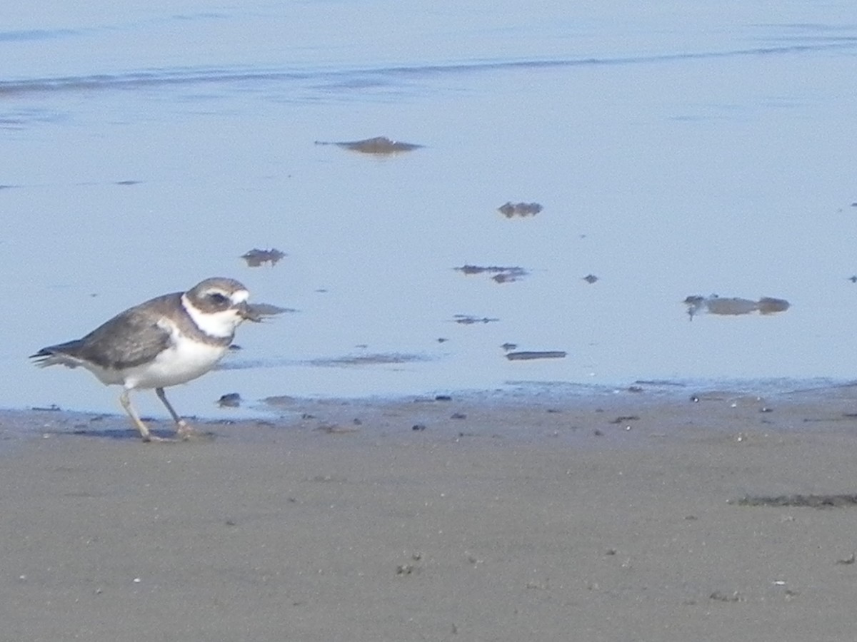 Semipalmated Plover - ML618693887