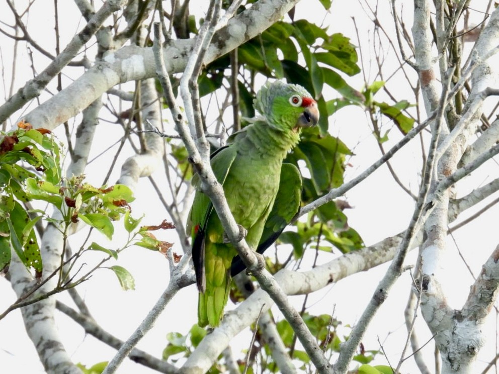 Red-lored Parrot - ML618693900