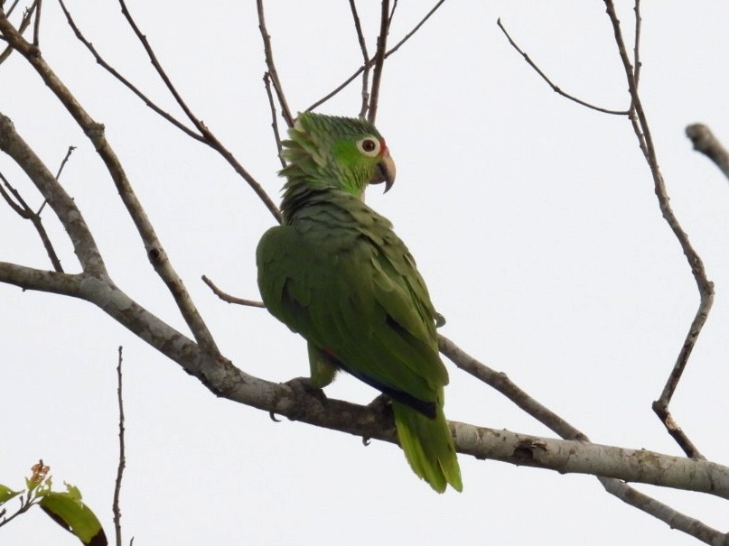 Red-lored Parrot - ML618693901