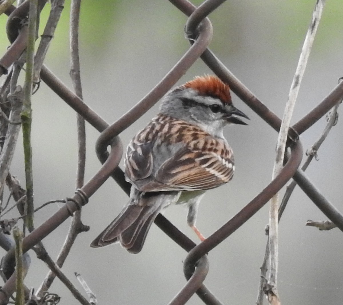 Chipping Sparrow - ML618693905