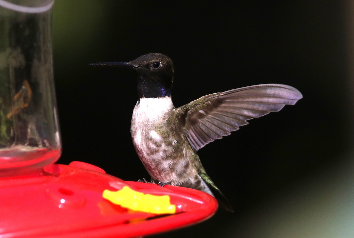 Black-chinned Hummingbird - ML618693933