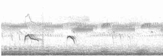 Малый зуёк (curonicus) - ML618693934