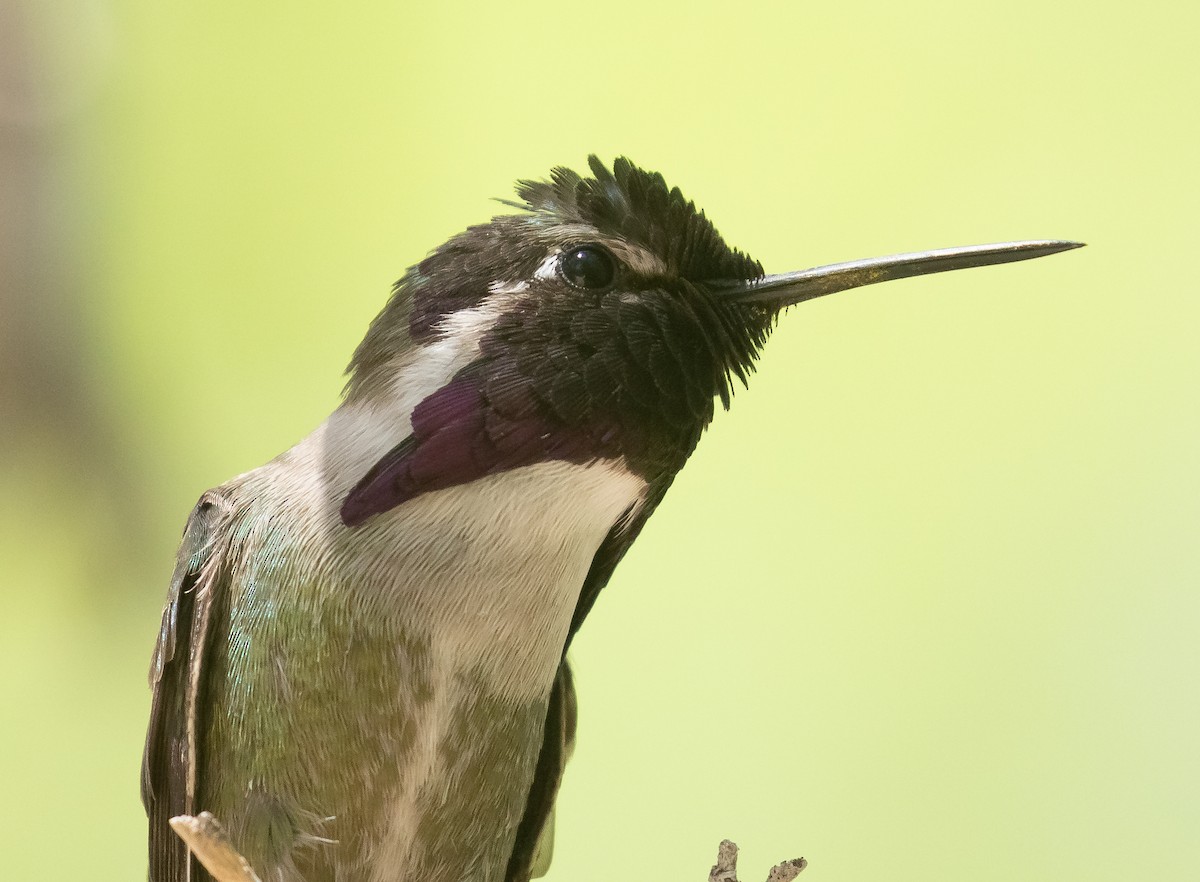 Costa's Hummingbird - ML618693944