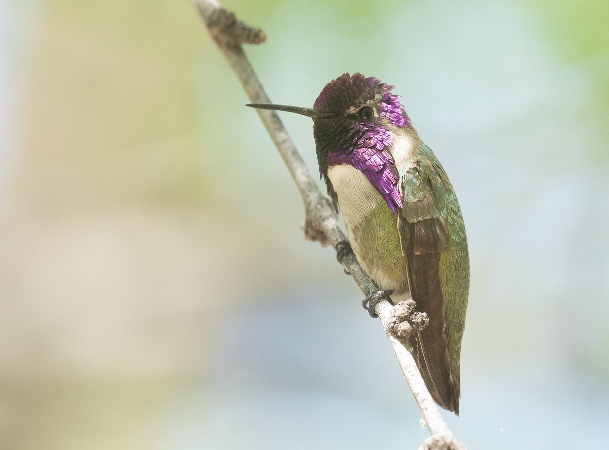 Costa's Hummingbird - ML618693945
