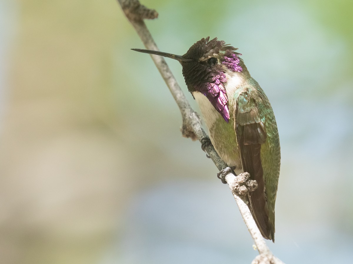 Costa's Hummingbird - ML618693946
