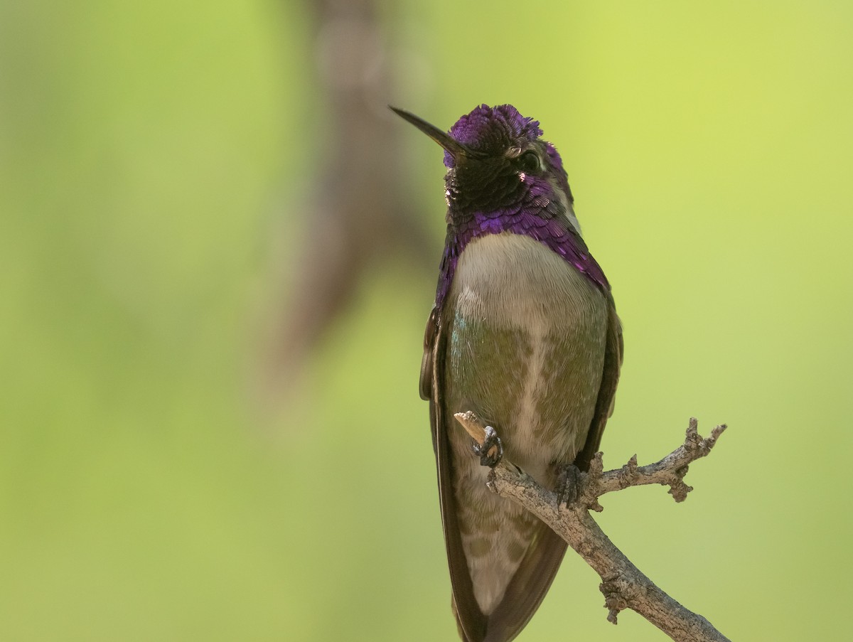 Costa's Hummingbird - ML618693951