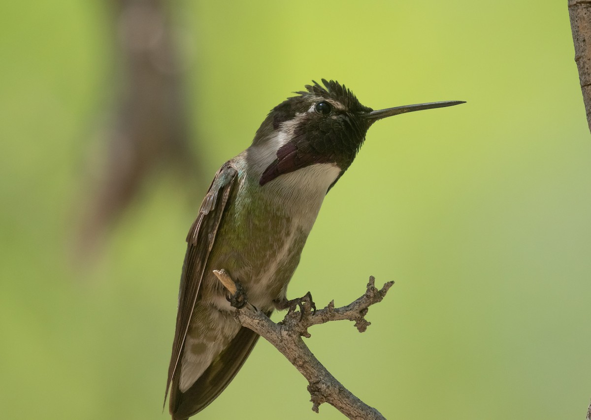 Costa's Hummingbird - ML618693952