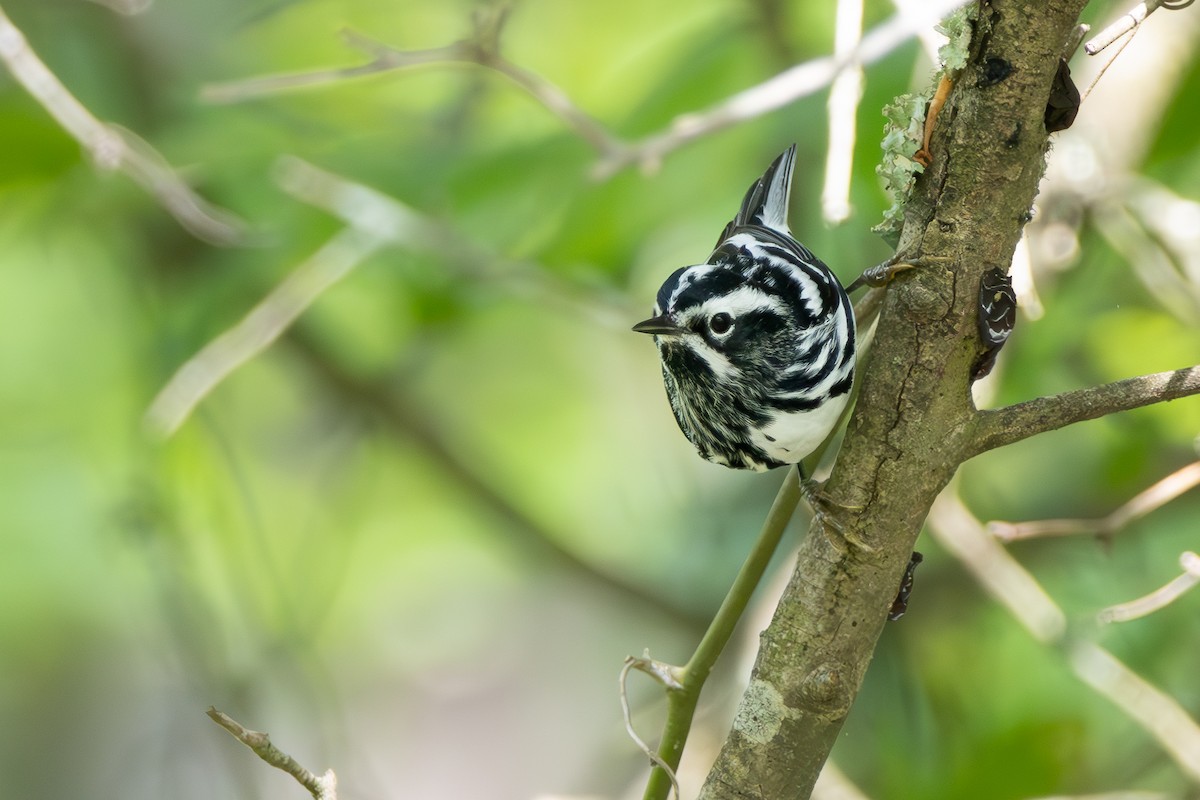 Black-and-white Warbler - ML618693954