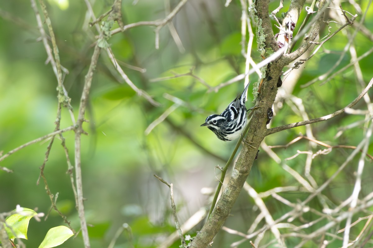 Black-and-white Warbler - ML618693977