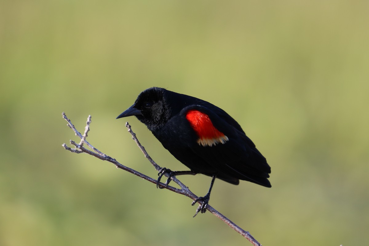 Red-winged Blackbird - ML618694021