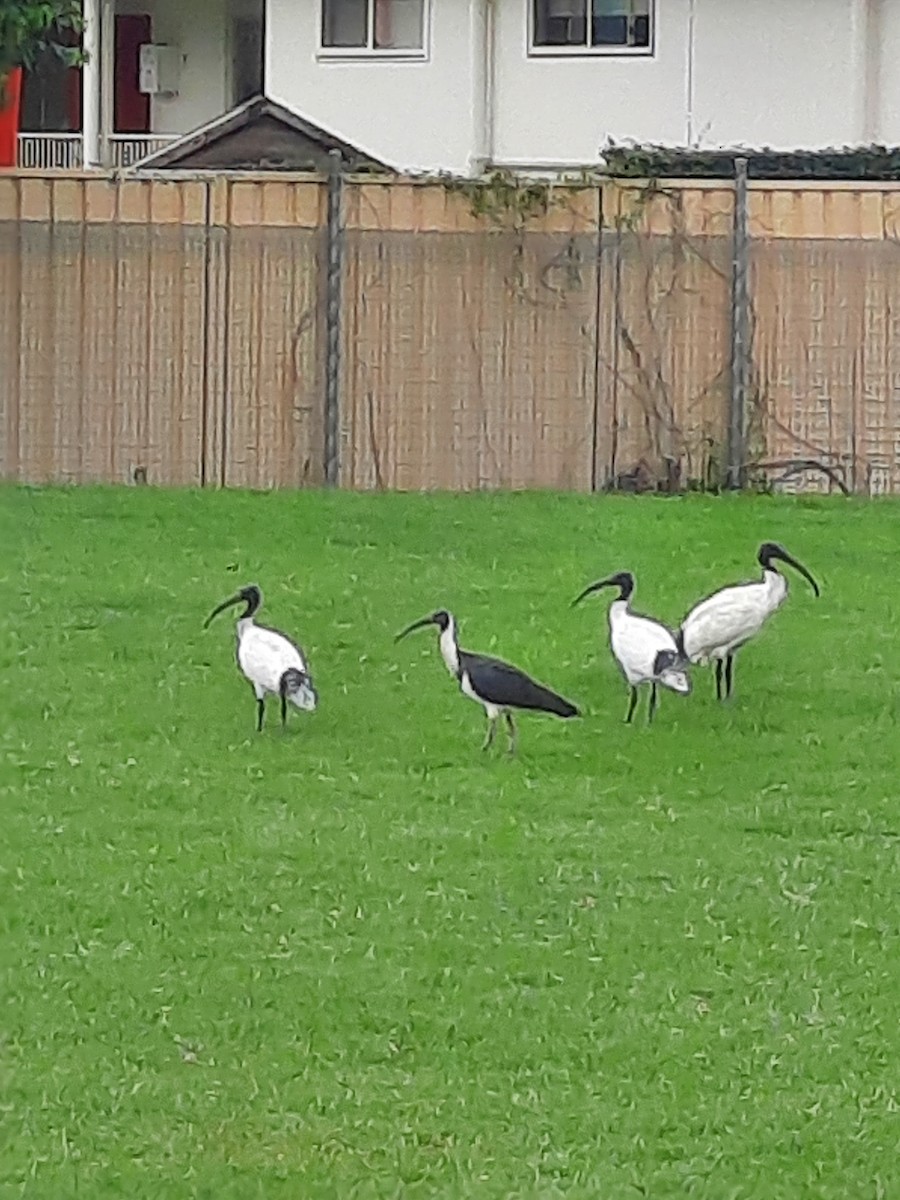ibis slámokrký - ML618694076