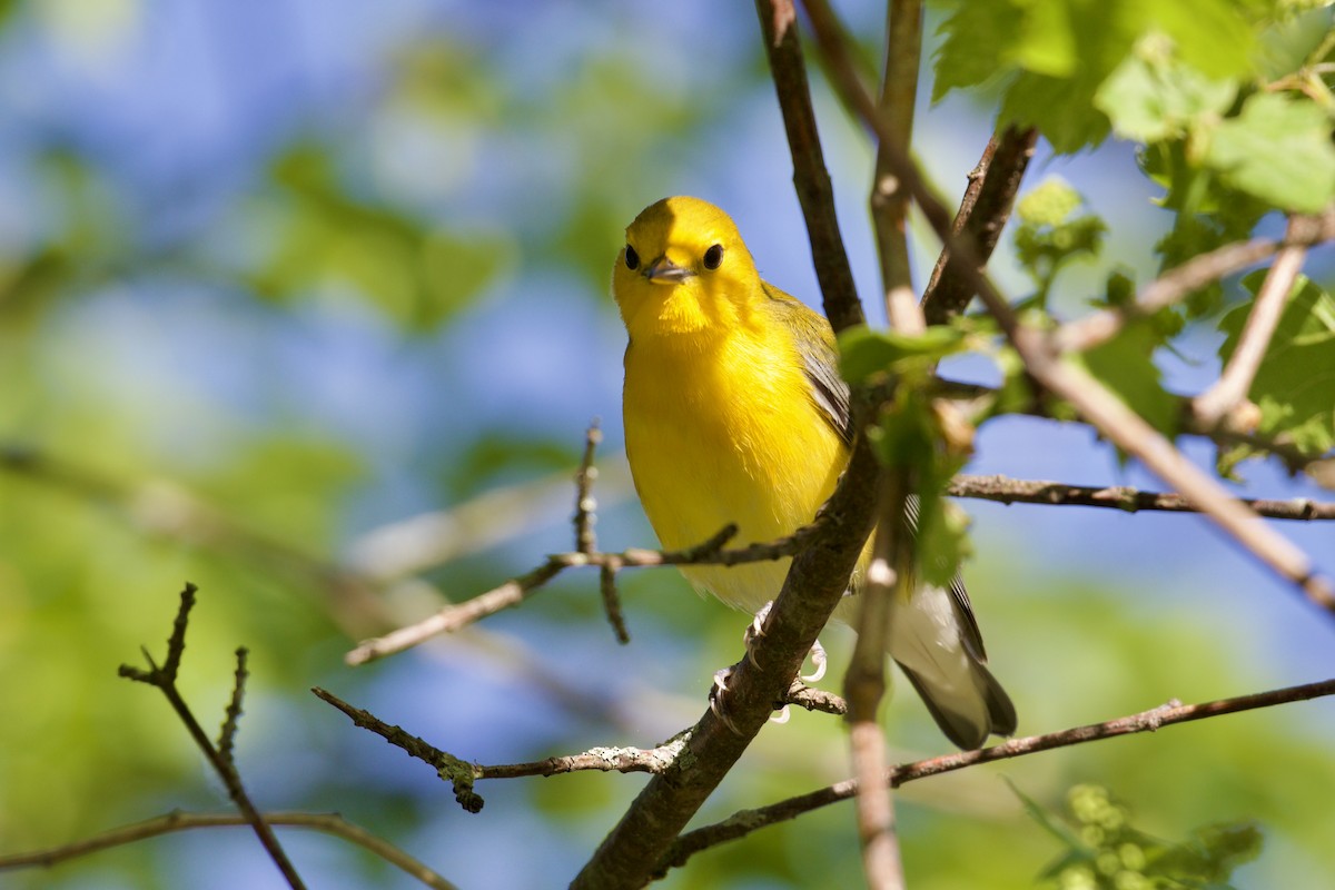 Prothonotary Warbler - ML618694093
