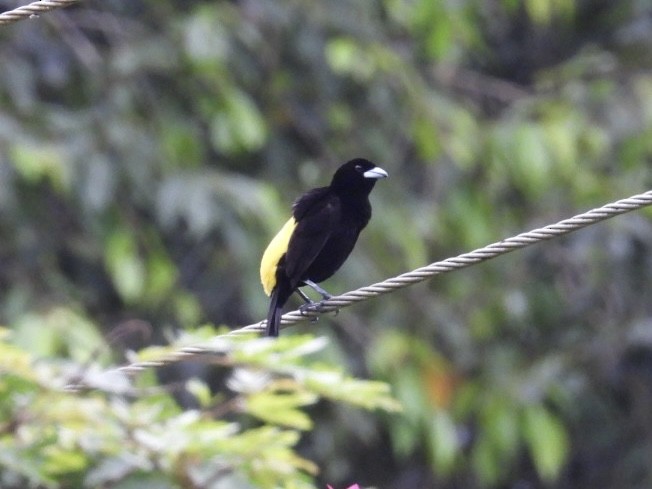 Flame-rumped Tanager - ML618694107