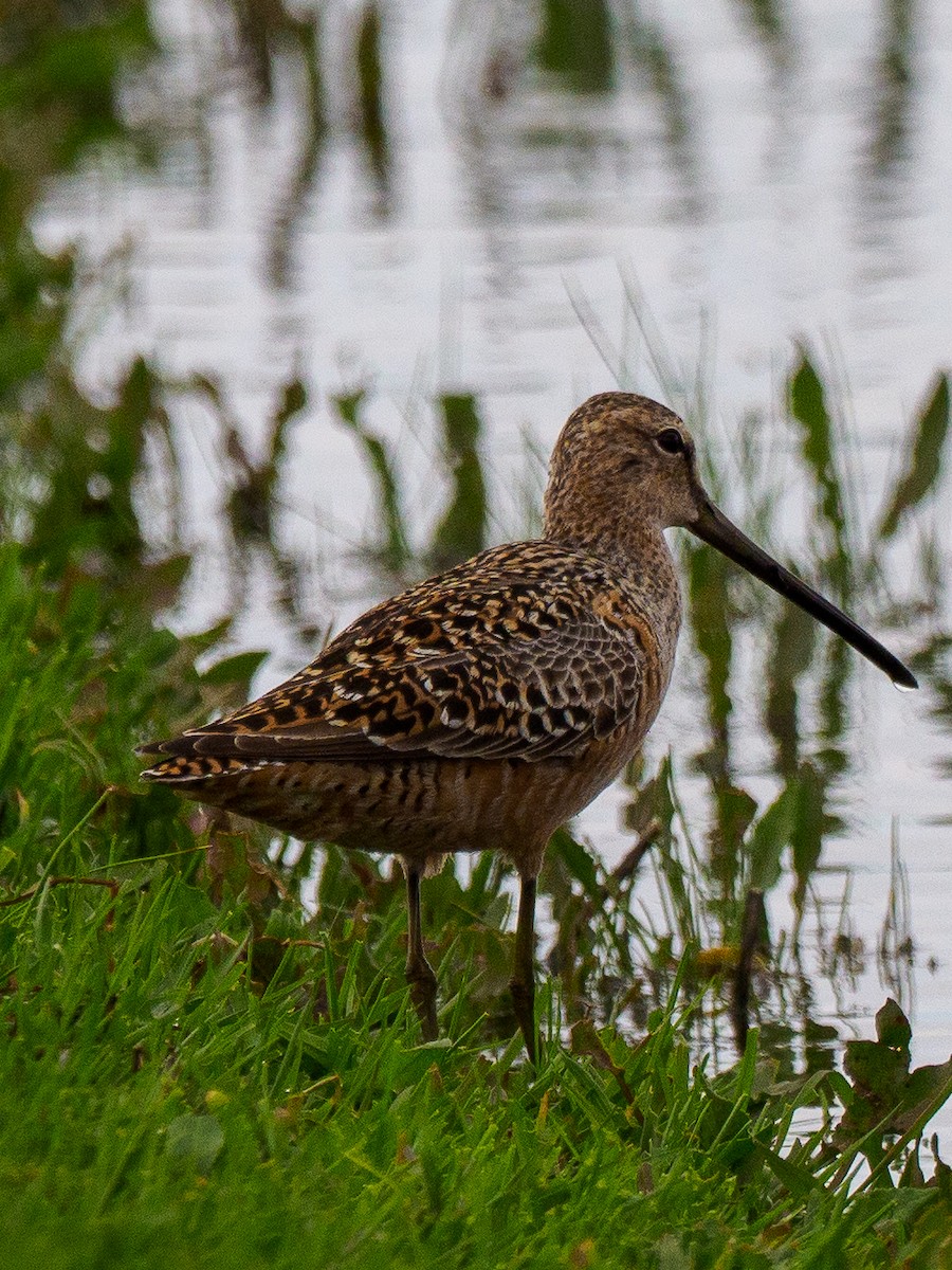 Long-billed Dowitcher - ML618694127