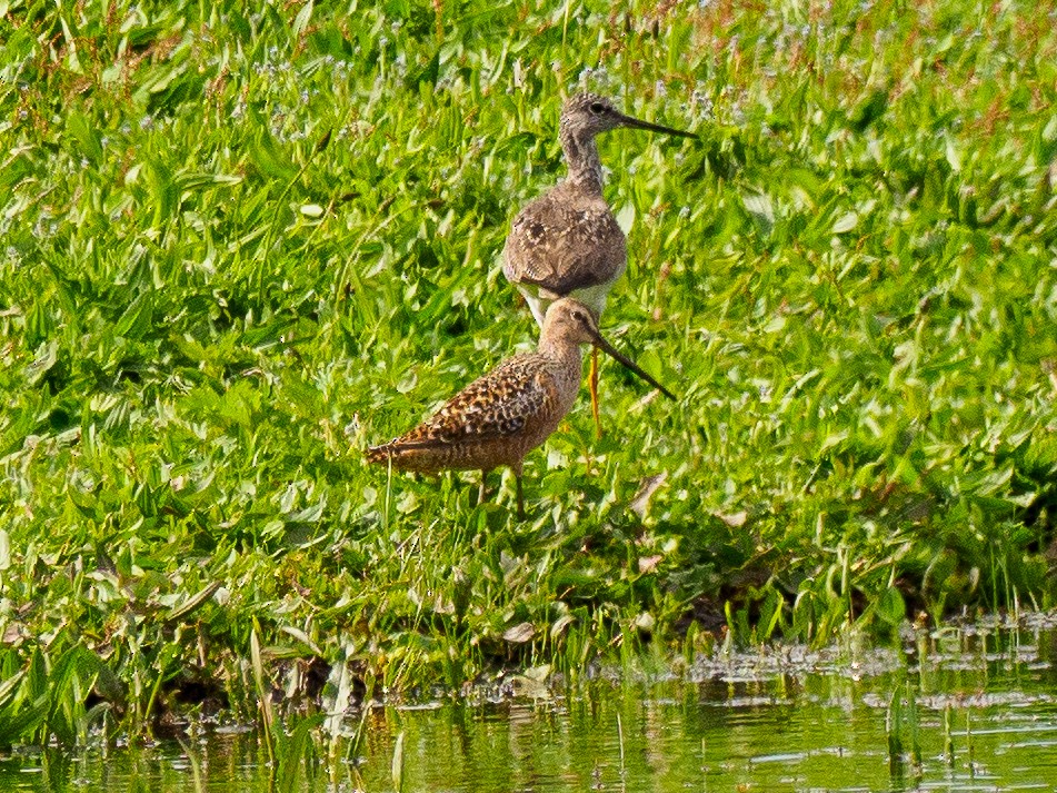 Long-billed Dowitcher - ML618694128