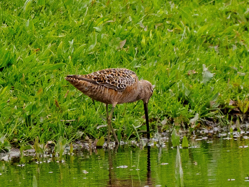 Long-billed Dowitcher - ML618694129