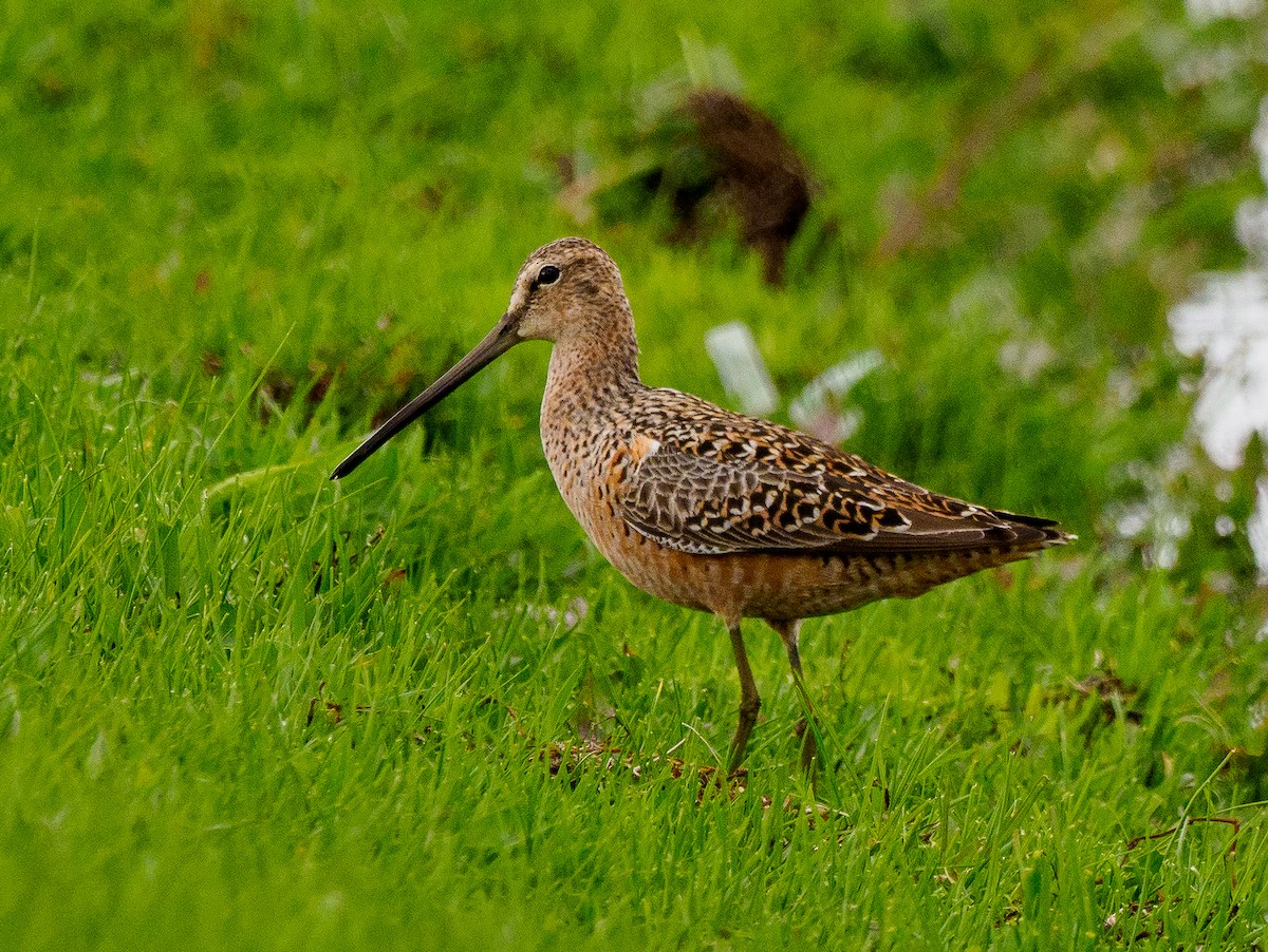 Long-billed Dowitcher - ML618694132
