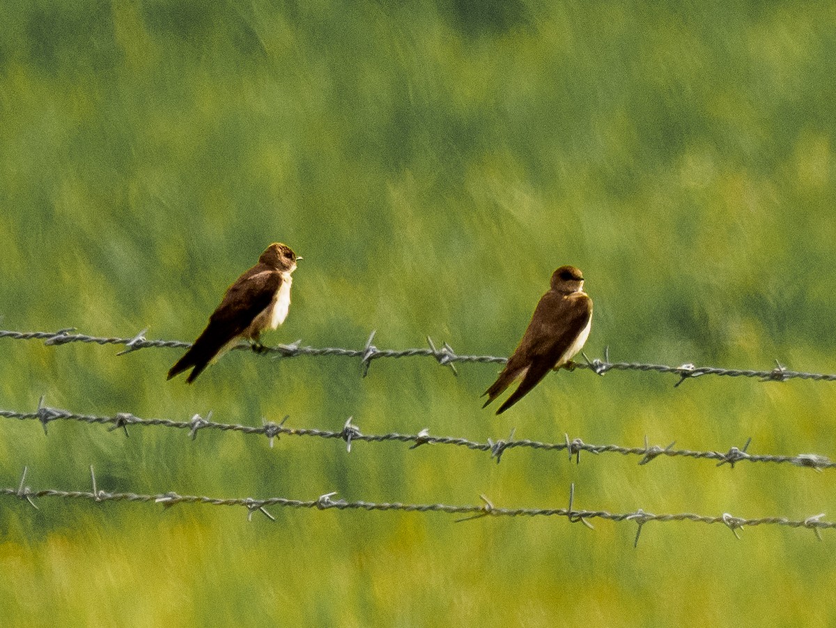 Northern Rough-winged Swallow - ML618694167