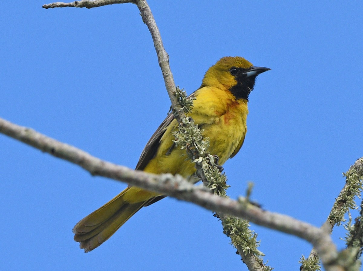 Orchard Oriole - ML618694170