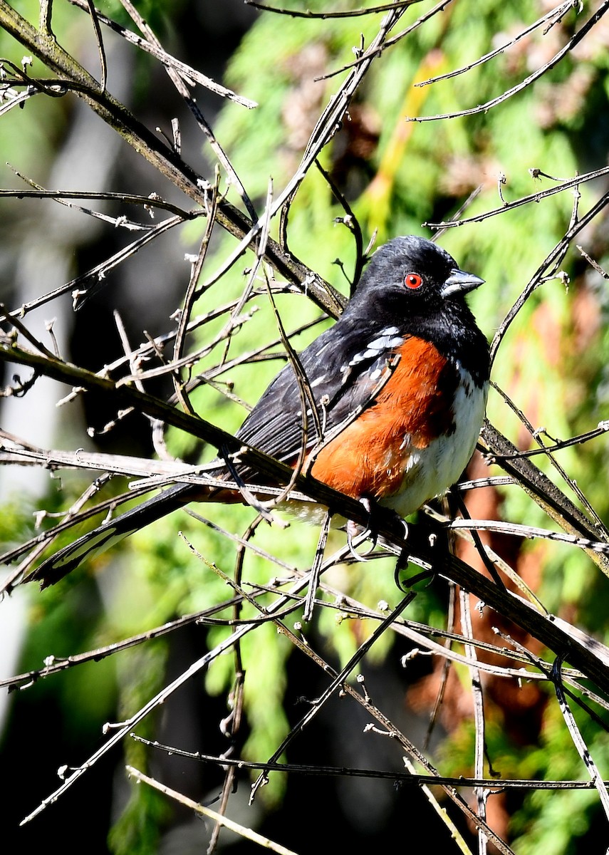 Spotted Towhee - ML618694182
