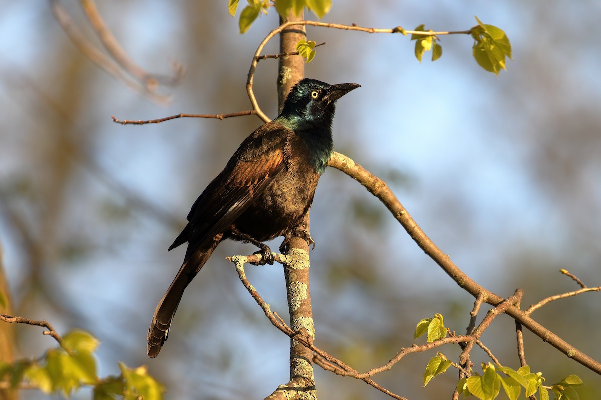 Common Grackle - Greg Ongie