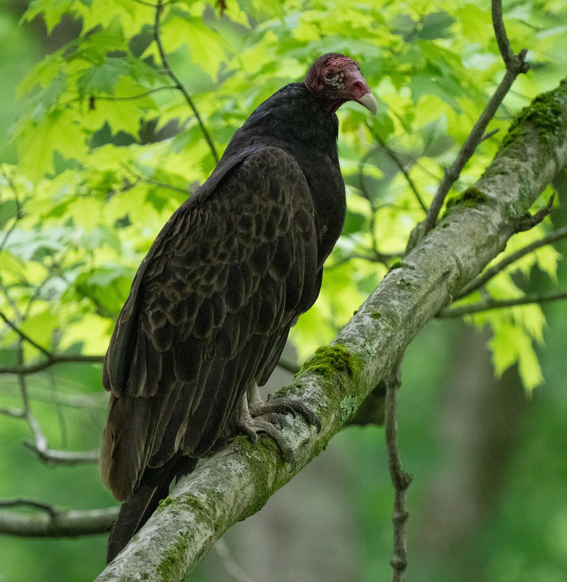 Turkey Vulture - Jim Crumpler