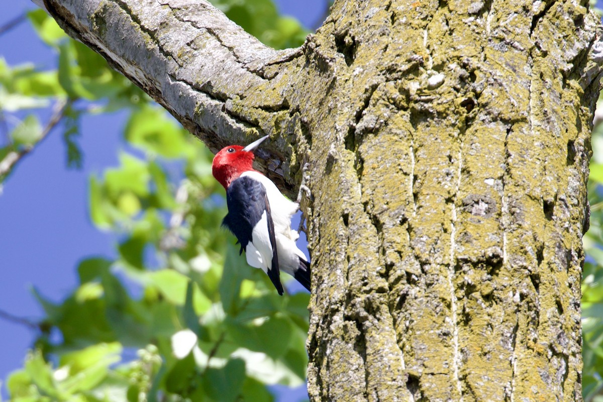 Red-headed Woodpecker - Dan  Sandri